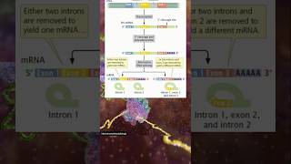 #neet2025 #neet #neetsolutions #neetexam #papercode45 #biology #q129#solution#neetug #neetmotivation
