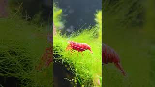 The Truth About Shrimp Water Parameters & Why Stability Matters Most!
