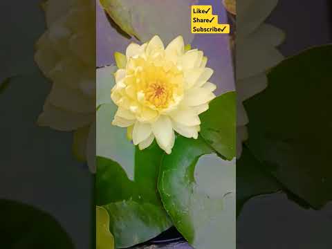 Beautiful Water Lily #waterlily #lotus #chadbagan #flowers #shorts #youtubeshorts #viralvideo