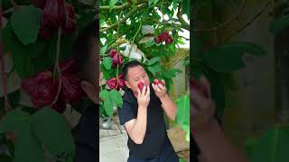 Beautiful Nature with Rural Life - Harvesting fresh fruit with husband