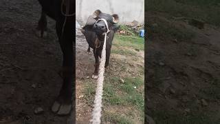 10 lakh ki bhes 😂 #shorts #bhesh