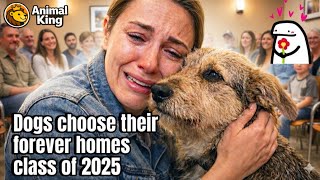 When Dogs Choose Their Humans — Adoption Stories