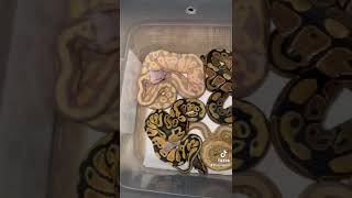 #ballpythonmorph #ballpython #ballpythons #snake #babyballpython #ballpythonforsale