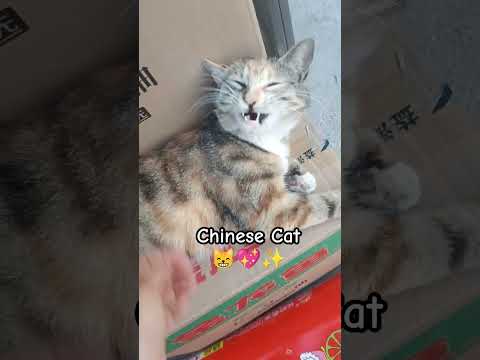 Chinese Cat 😸💖✨ #fyp