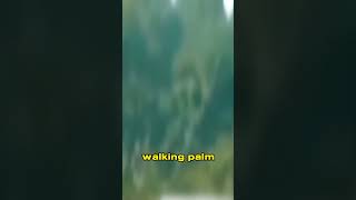 This tree can actually walk! #shorts  #fact  #quickfacts  #quickminds