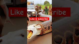8k ultra hd videos #storytelling #africanlore #tafricantales #viralvideo  #love #folktales #kids,