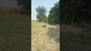deepak Pyare Kala Panther 2024 24 tarikh