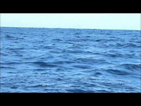 Blue Marlin off the coast of Tamarindo, Costa Rica