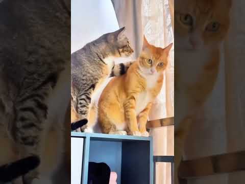 See the cats reaction🎬✨#SnappyWorld#Shorts #Kittens #CuteCats #FunnyKittens#Cat#Meow#meo#viral#funny