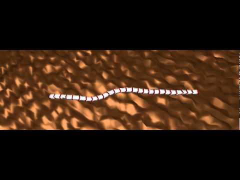 snake_evolved_debris_top_view_animats23