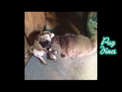 Cats versus Pugs Best Vines 2014