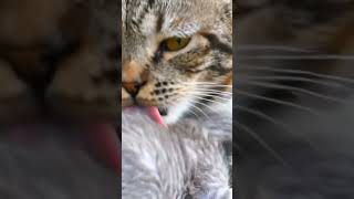 A cat loved her baby. #funny #cloudhosting #school #colonelkkjϟ #digitalocean