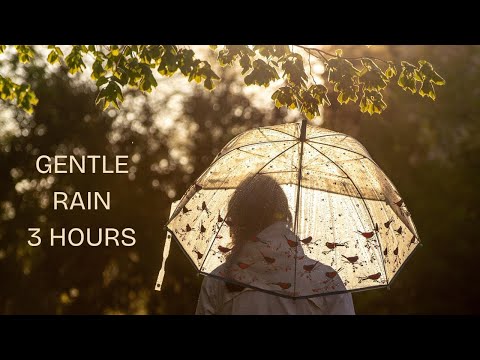 3 Hours of Gentle Rain Sounds for Sleep & Relaxation