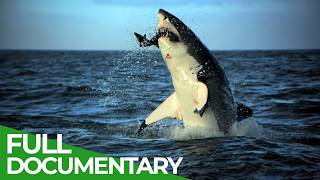 Nature’s Fastest Predators | Free Documentary Nature