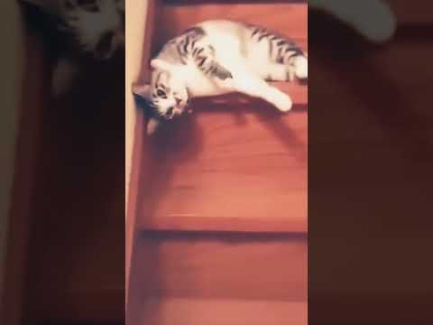laziness  level 999999