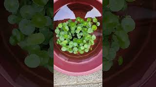 water lilly| outdoor Aquarium | Simple fish keeping| pennywort #aquariumlife #fishkeepinghobby