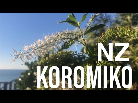 NZ KOROMIKO (Hebe stricta/Veronica stricta) in Autumn