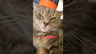 Linga ding cutie cat 🐈♥️🤣#cat #cutecat #funnycats #shorts #viral #kitten #pets #funny