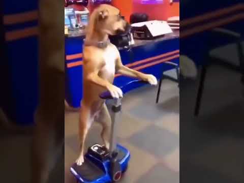proper way to walk your dog