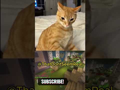 Try not to Laugh 😂😂 #funny #memes #shorts