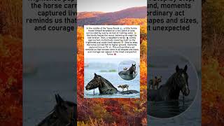 Yorkie Rescued by Neighbor’s Horse During Texas Flood | True Animal Hero Story