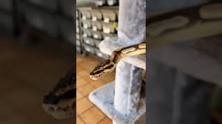 Hangin out with Kefka #ballpython #royalpython #snake #reptiles