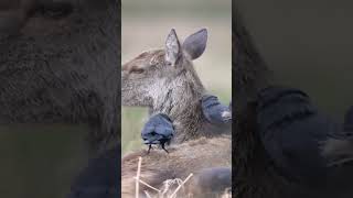 A great example of a symbiotic relationship #shortvideo