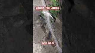 MANCING PAKE JARING HASILNYA BANYAK,, MANTAP!!! #mancingjaring #jaring #mancing #jala