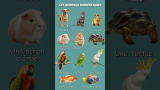 Domestic Animals in French - Les Animaux Domestiques en Français  #learnfrench #frenchforbeginners