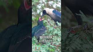 Crow Feeding Cuckoo (Koel) Bird #Shorts