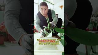 How to care for orchids after blooms fall - Orchid care  #howto #flowers #orchid