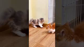 I can meow panch 😸👊 #shorts #FunnyCats #MeowMoment