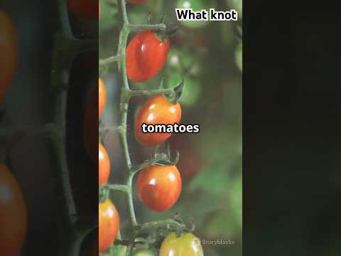 Tomatoes History: The Juicy Journey of Tomatoes! #history #foodhistory #foodstagram #factshorts #ai