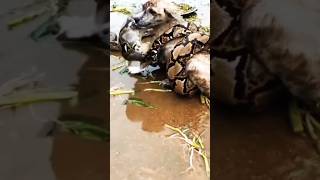 python snake attract dog #nature #wildlife #python #dog #shorts