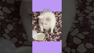 Where Are The Famous Cat Memes Now?💔🕊️ (ThenVsNow) #shorts