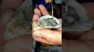 eat live oster #youtube #youtubeshorts #fish #ytshorts #livefishfood