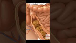 How the Body Makes Poop ｜ Digestive System Explained ｜ Colon Function Education