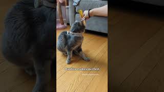 Bambi learns to spin! #Bambi  #CatTraining  #TeachingTricks #CHCat #CerebellarHypoplasia #CatBonding