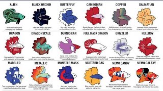#Betta fish types (All popular betta fighter fish)this video help you find the best fish for you.