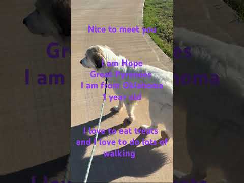 Nice to meet you! I’m Hope, your favorite FLOOF #dogshorts #greatpyrenees #fypシ #cute