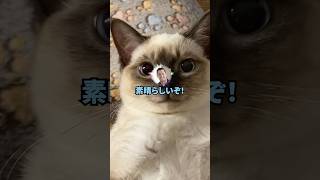 【2ch面白いスレ】今日あった「ささやかな幸せ」を教えてくれ！！！