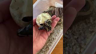 BABY BALL PYTHON HATCHES😍