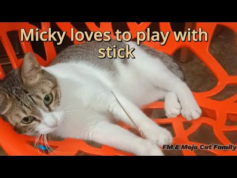 Micky loves to play with sticks 🤩😍🥰♥️