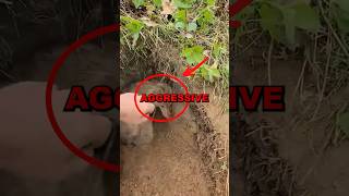 RESCUING AGGRESSIVE WOLF! #cute #cuteanimals #animalrescue #animals #savinganimals #heartwarming