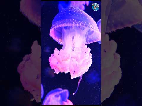Jellyfish🪸 is more than 50 crore years old species 🤯#amazingfacts #facts #shorts