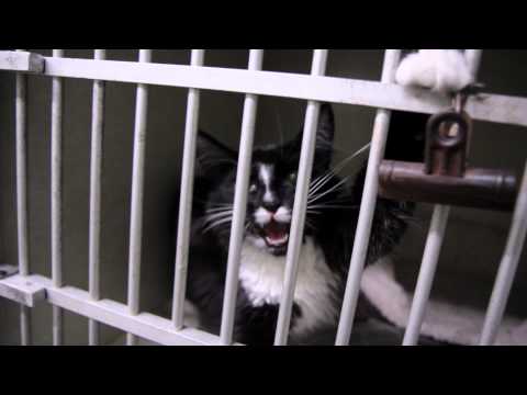 Oklahoma City Veterinarian - Northwest Animal Hospital
