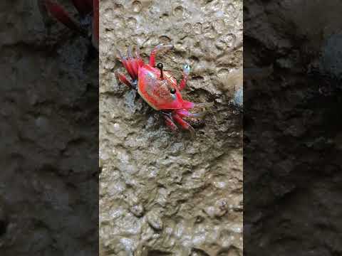 Fiddler Crab | Bakkhali #nature #beach #bakkhali #crab