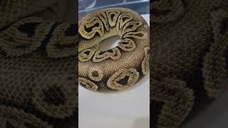 Sacha, my gorgeous Pastel Onix Royal Python #pythonregius #ballpython #morphs #exotics #pets #shorts