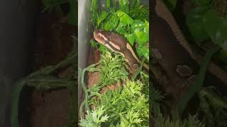 Stealthy noodle #cutepets #snake #snakes #royalpython #foryou #reptiles #shorts