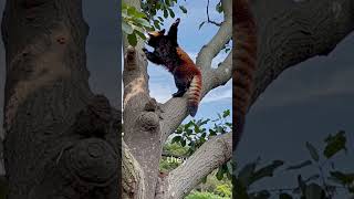 Caracals & Red Pandas facts #aicontent #aifacts #ai-unchained89